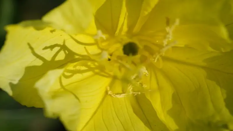 Extreme close-up of Evening Primrose flower center showing stamens and stigma.
