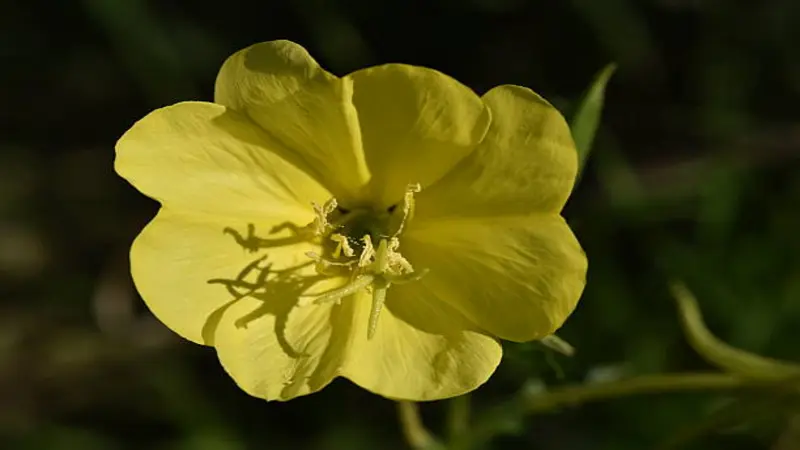 Bright yellow Evening Primrose flower with cross-shaped stigma and visible petal shadows.