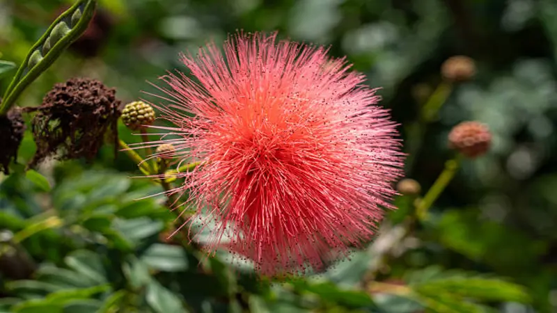 Pink Fairy Duster flower blooming in a garden among green leaves and seed pods.