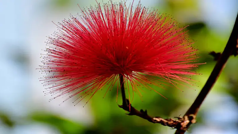 Red Fairy Duster flower with golden-tipped filaments against a blurred green background.