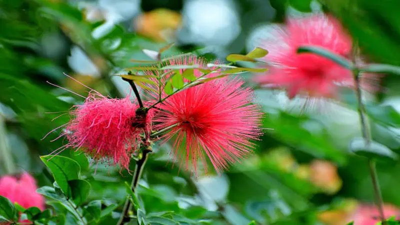 Two pink Fairy Duster flowers blooming on a branch with broad green leaves.