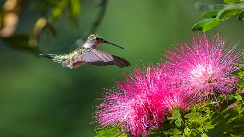 Hummingbird feeding on a pink Fairy Duster flower in natural light.
