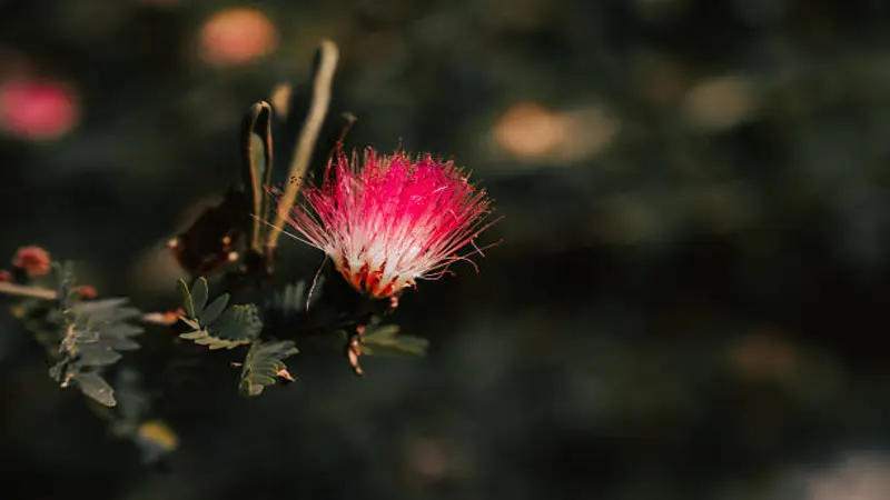 Red and white Fairy Duster flower dramatically lit against a dark shadowy background.