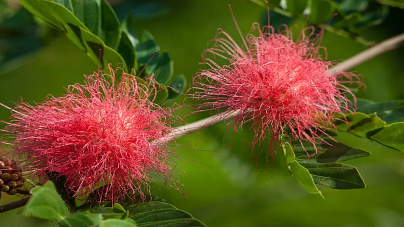 Pair of pink Fairy Duster flowers blooming together on a twig with green foliage.