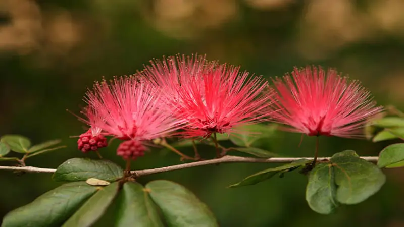 Three pink Fairy Duster flowers blooming along a branch with green leaves.