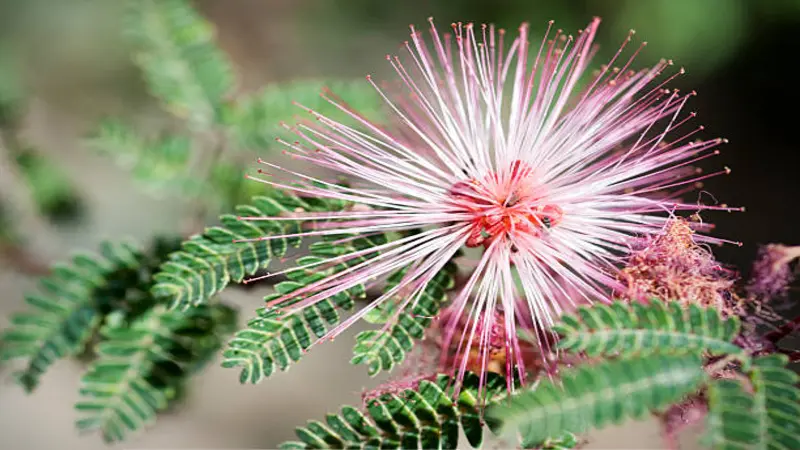 Pink and white Fairy Duster flower with fern-like green leaves in the background.