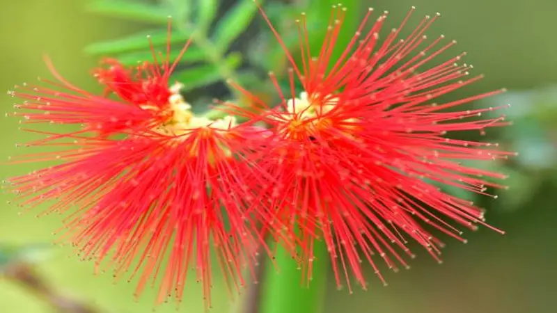 Close-up of two red Fairy Duster flowers with fine filament details.