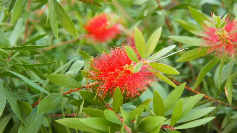 Bright red bottlebrush-style Fairy Duster flower blooming on a branch surrounded by narrow leaves.