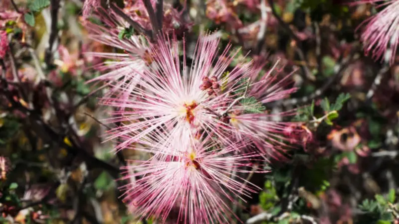 Cluster of pink and white Fairy Duster flowers blooming together outdoors.