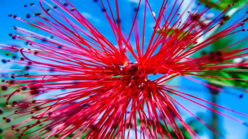 Bright red Fairy Duster flower with long delicate filaments against a clear blue sky.