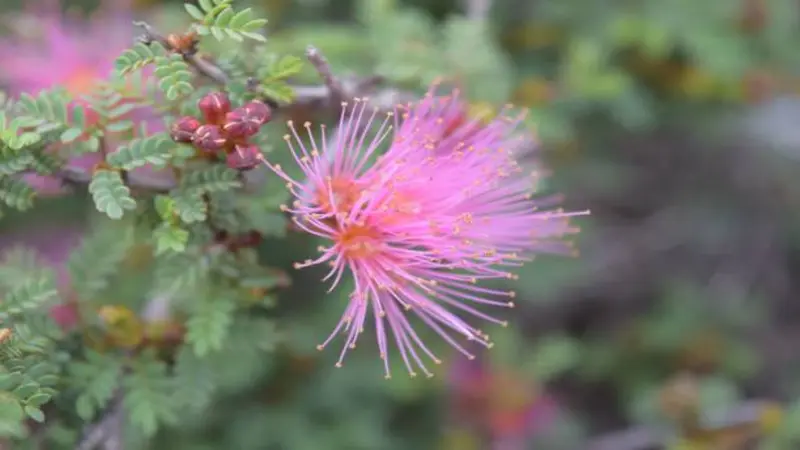 Close-up of a pink Fairy Duster flower with an orange center on a leafy branch.