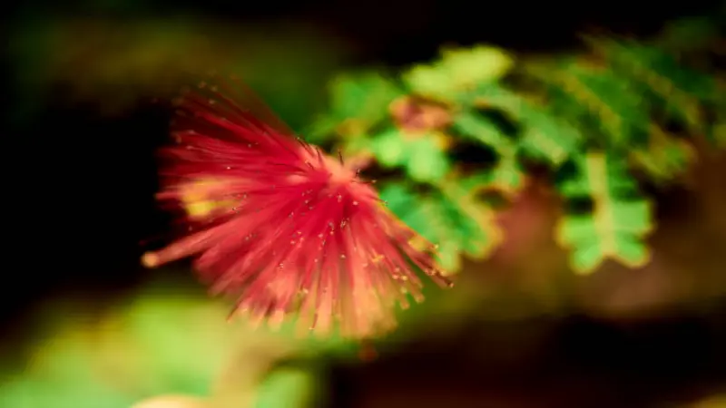 Soft-focus red Fairy Duster flower with golden-tipped filaments against a dark background.