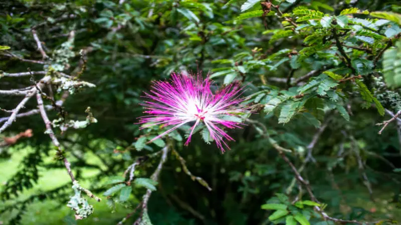 Pink and white Fairy Duster flowers blooming among green leaves and branches.