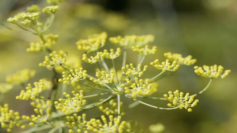 Yellow Fennel flowers glowing softly in natural light against green foliage.