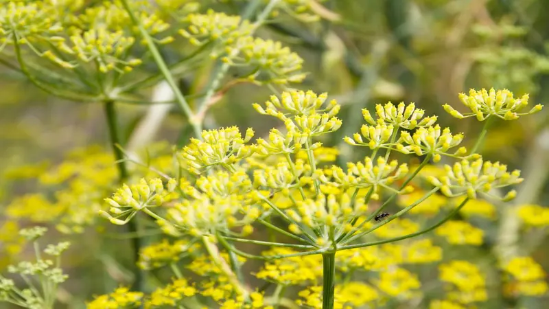 Yellow Fennel flowers blooming with a small insect visible among the blooms.