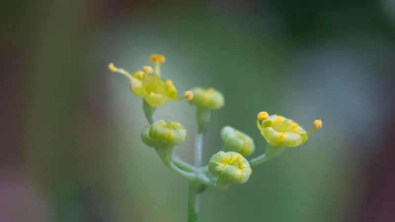 Macro shot of small yellow Fennel flowers beginning to open.