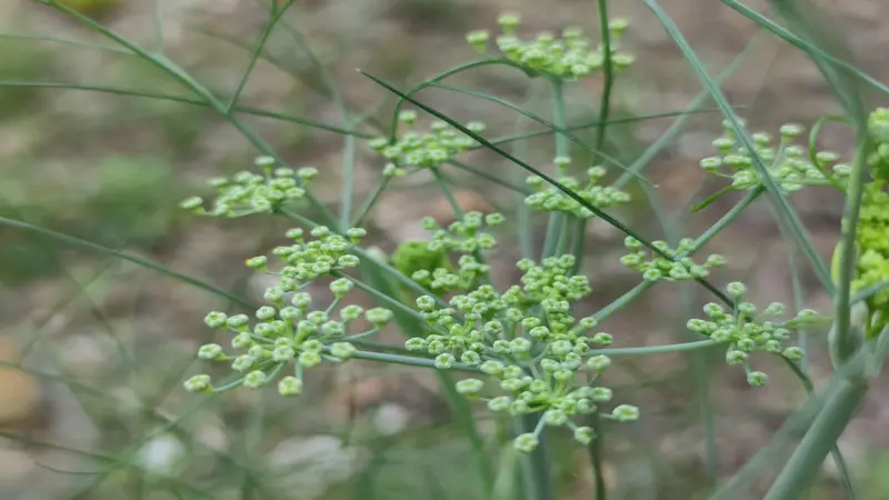Pale green Fennel flower buds clustered together on slender stems.
