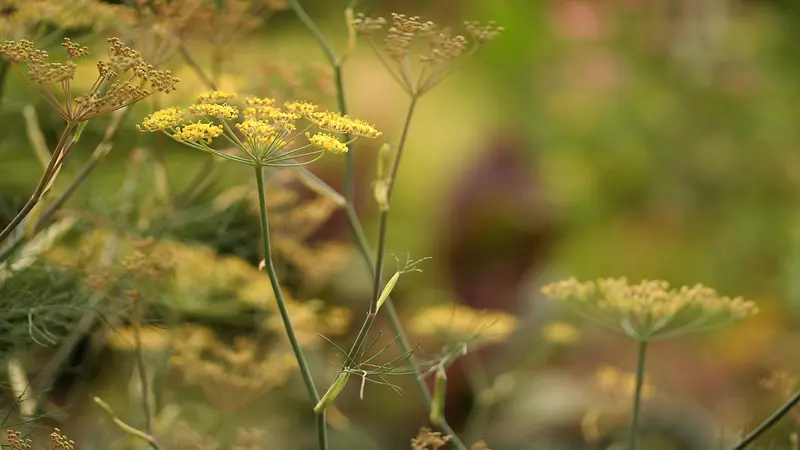 Yellow Fennel flower clusters with soft green and purple bokeh in the background.