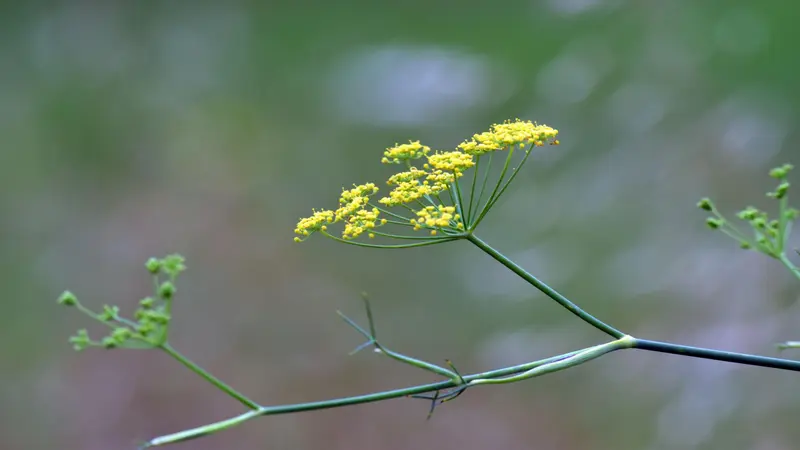 Small cluster of yellow Fennel flowers on a slender green stem.