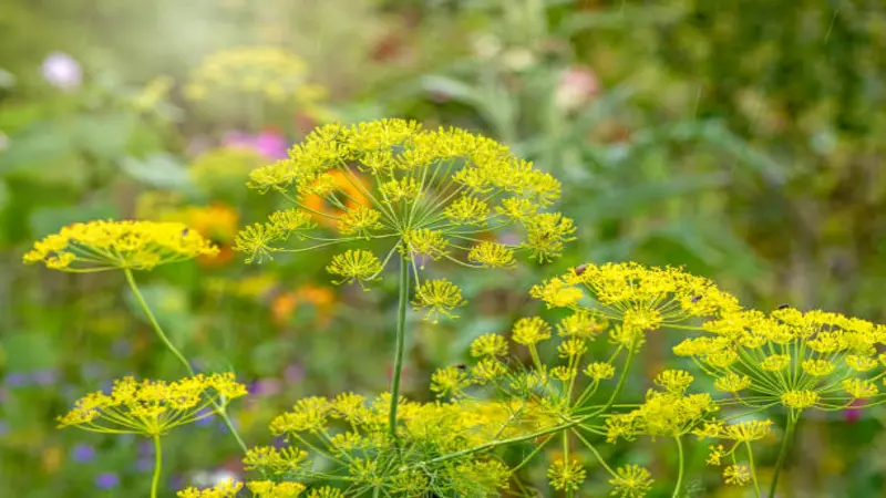 Yellow Fennel flowers blooming in a colorful garden with blurred flowers behind.