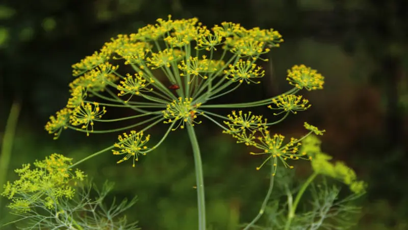 Large yellow Fennel flower umbel with a small red ladybug resting among blooms.