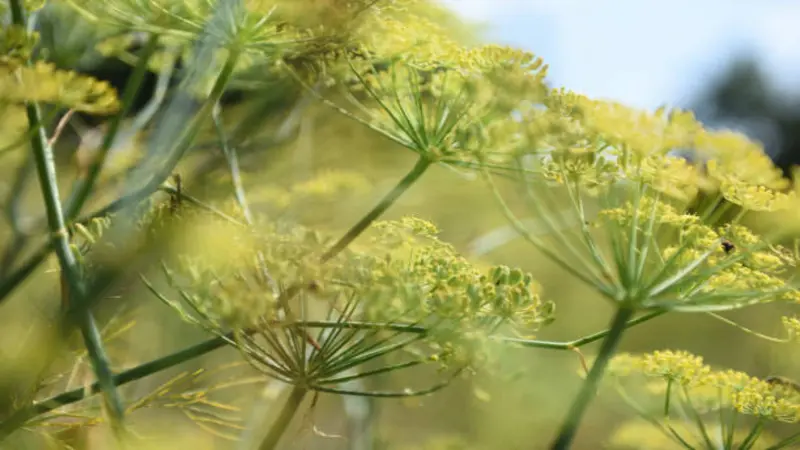 Yellow Fennel flowers glowing in soft sunlight among feathery stems.