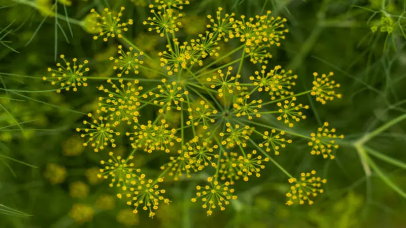 Top-down view of yellow Fennel flower clusters forming an umbrella shape.