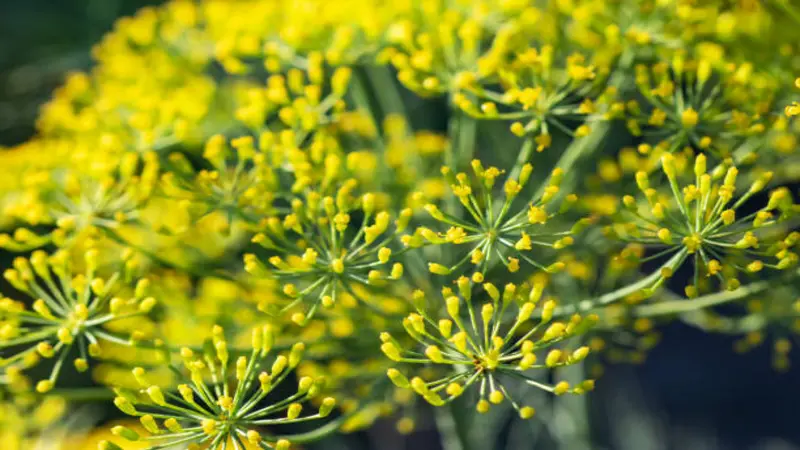 Dense cluster of bright yellow Fennel flowers with fine feathery foliage.