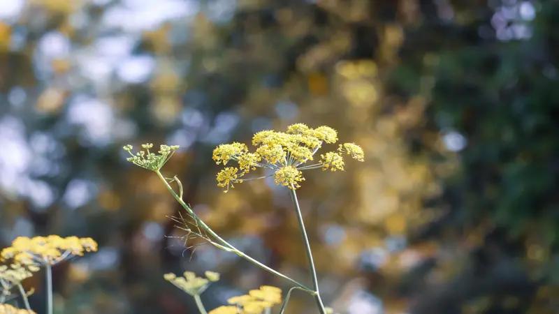 Yellow Fennel flowers forming clusters on thin stems against a blurred autumn background.