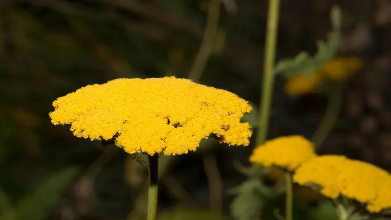 Golden-yellow Yarrow flower head close-up with two blurred blooms behind.