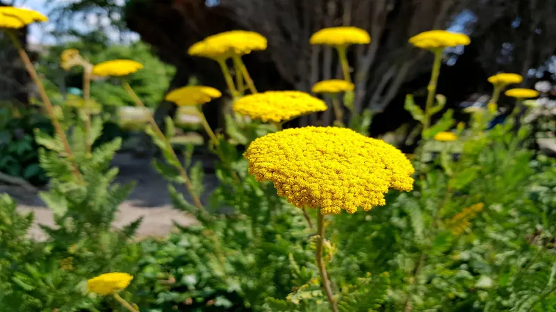 Single Yarrow flower head in sharp focus against a dark blurred garden background.
