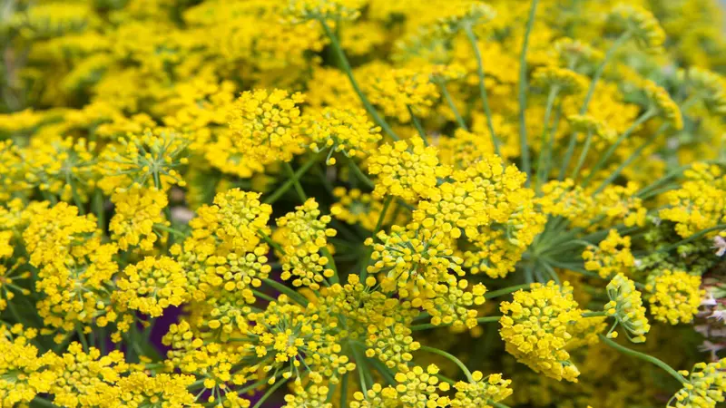 Bright yellow Yarrow flowers with feathery foliage and a blue-purple blurred background.