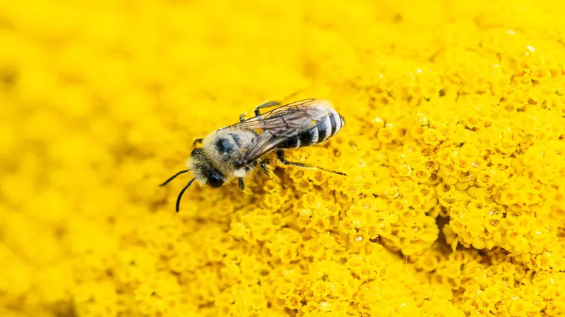 Macro shot of a fuzzy striped bee foraging on a yellow Yarrow flower head.