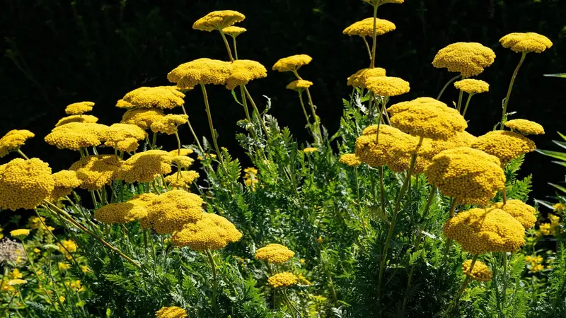 Sunlit garden bed with layered clusters of yellow Fernleaf Yarrow flowers and gray-green foliage.