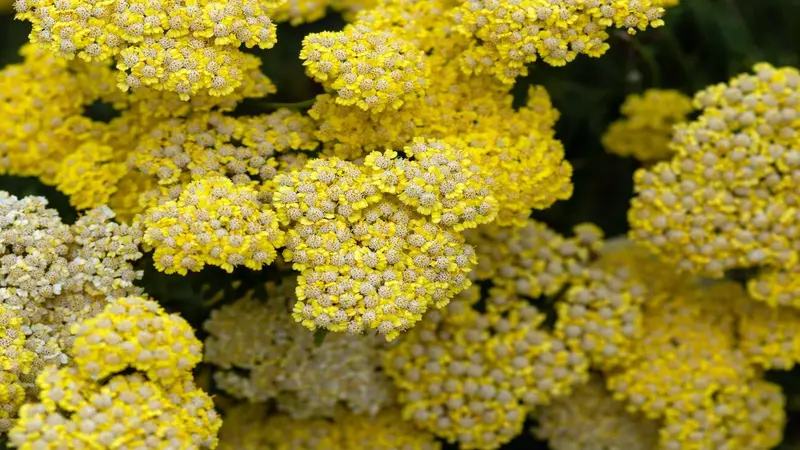 Close-up of densely packed golden-yellow Yarrow flowers clusters.