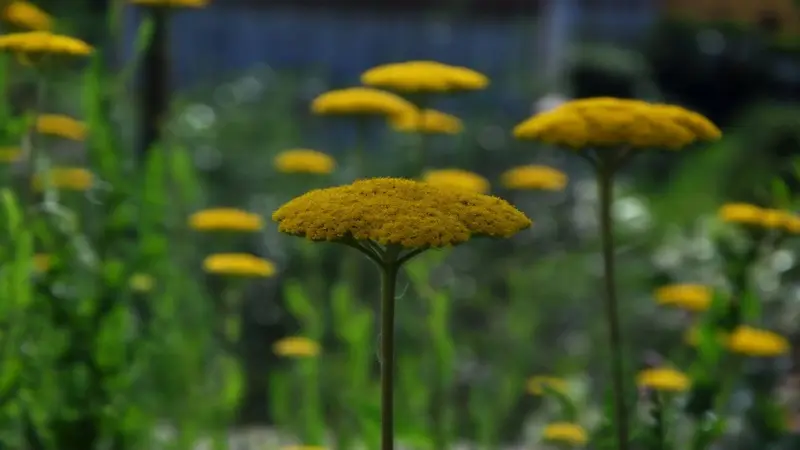 Bright yellow Fernleaf Yarrow flower head in focus with a blue-toned garden background.