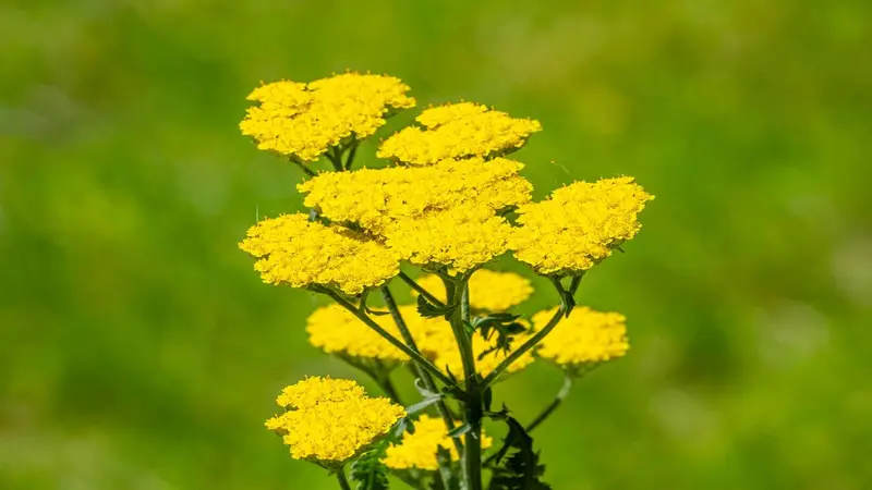 Tall stems of flat-topped yellow Fernleaf Yarrow flowers against a soft green background.