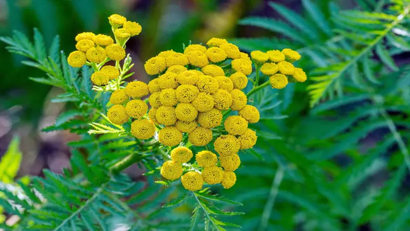 Yellow Yarrow flowers surrounded by deep green fern-like foliage.