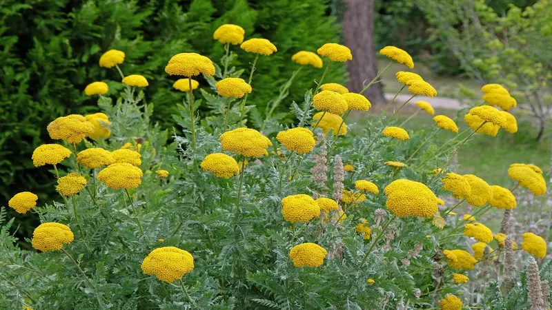 Yellow Fernleaf Yarrow flowers growing in a garden bed with trees and lawn behind.