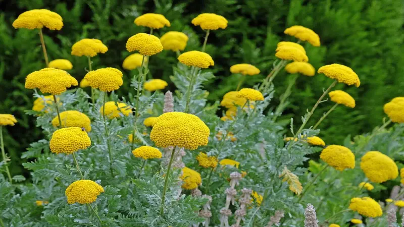 Garden bed of yellow Fernleaf Yarrow flowers with silvery fern-like foliage.