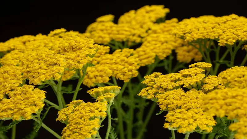 Multiple flat-topped yellow Fernleaf Yarrow flowers photographed against a black background.