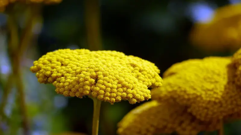 Close-up yellow Fernleaf Yarrow flower head with another bloom softly blurred behind.