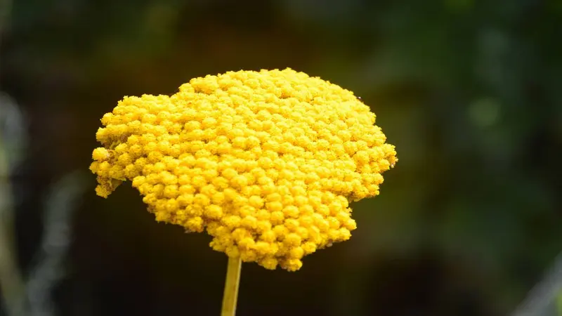 Close-up of a single bright yellow Fernleaf Yarrow flower head against a dark background.