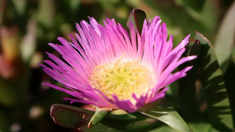 Close-up of a single pink Fig Marigold flower with a yellow center.