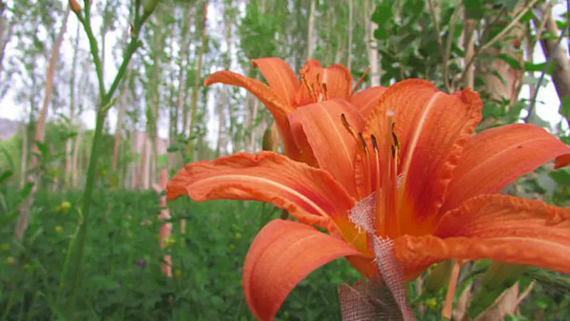 Orange Fire Lily flower in close-up with pale birch tree trunks blurred in the background.