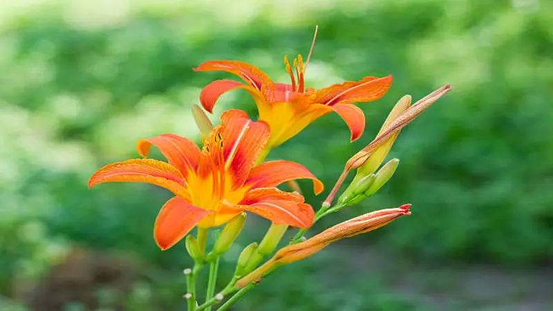 Two orange Fire Lily flowers blooming together with several buds among green foliage.