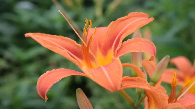 Orange Fire Lily flower with prominent stamens and additional buds against a green background.