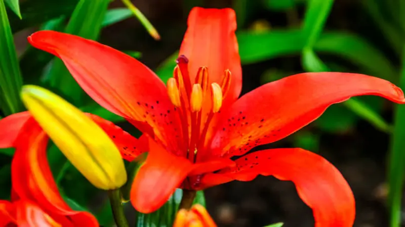 Red-orange Fire Lily flower with prominent stamens beside a yellow bud.