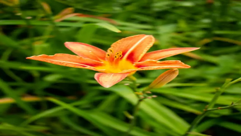 Orange Fire Lily flower with a red throat and yellow center beside an unopened bud.