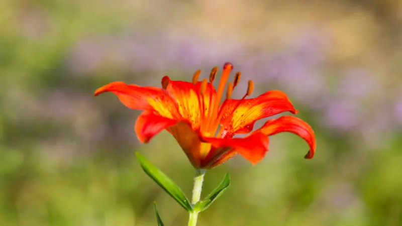 Orange-red Fire Lily flower with curled petals against a purple and green blurred background.